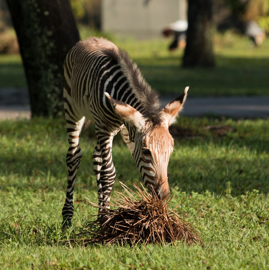 #DisneyMagicMoments: Meet Phoenix, the Zebra Foal Born at Disney’s Animal Kingdom Lodge 
