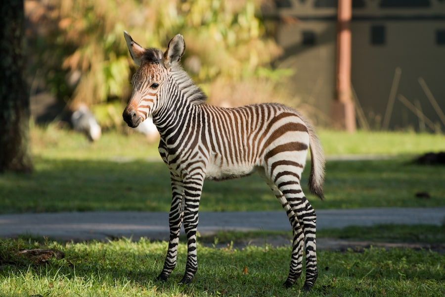 Phoenix the Zebra Foal Born at Disney’s Animal Kingdom Lodge