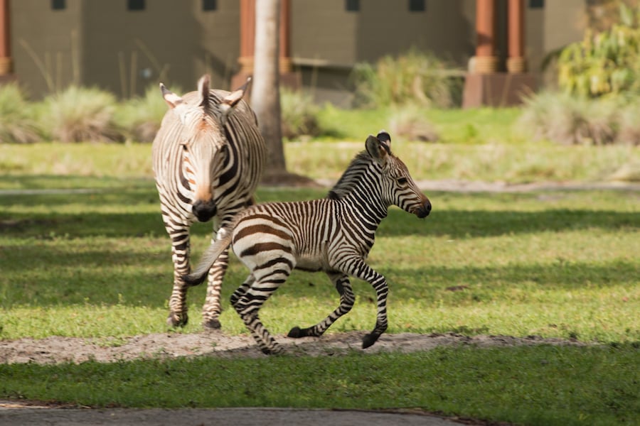 Phoenix the Zebra Foal Born at Disney’s Animal Kingdom Lodge