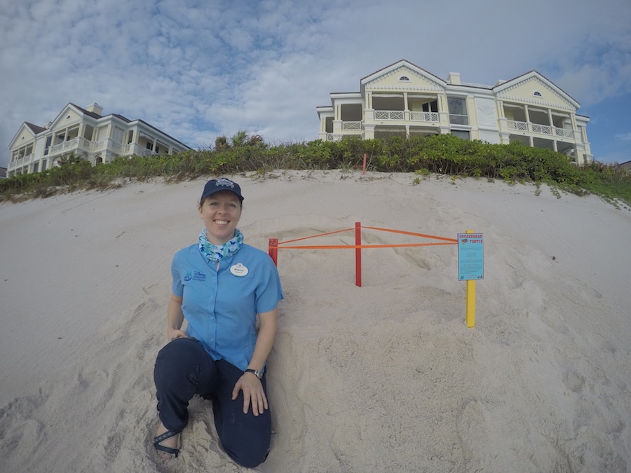 World Sea Turtle Day Report from the Field: Saving Florida’s Sea Turtles with Disney Conservation Team Wildlife 