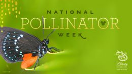National Pollinator Week