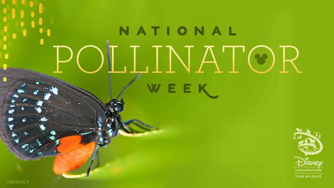 Buzzing About Pollinators During National Pollinator Week Disney