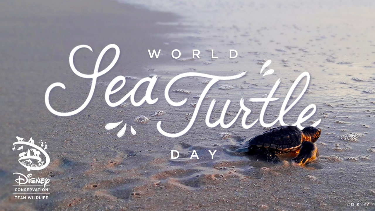 World Sea Turtle Day Report From The Field Saving Florida S Sea Turtles With Disney Conservation Team Wildlife Disney Parks Blog