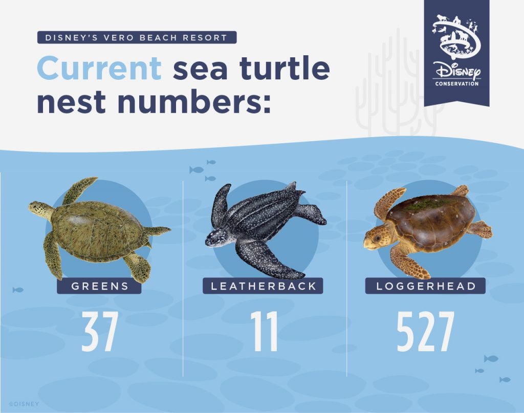World Sea Turtle Day Report from the Field: Saving Florida’s Sea Turtles with Disney Conservation Team Wildlife Infographic of current nest numbers