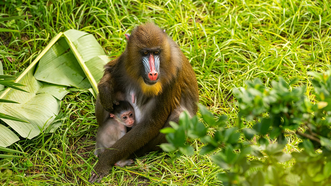 Wildlife Wednesday: Disney's Animal Kingdom Welcomes a Baby Mandrill |  Disney Parks Blog