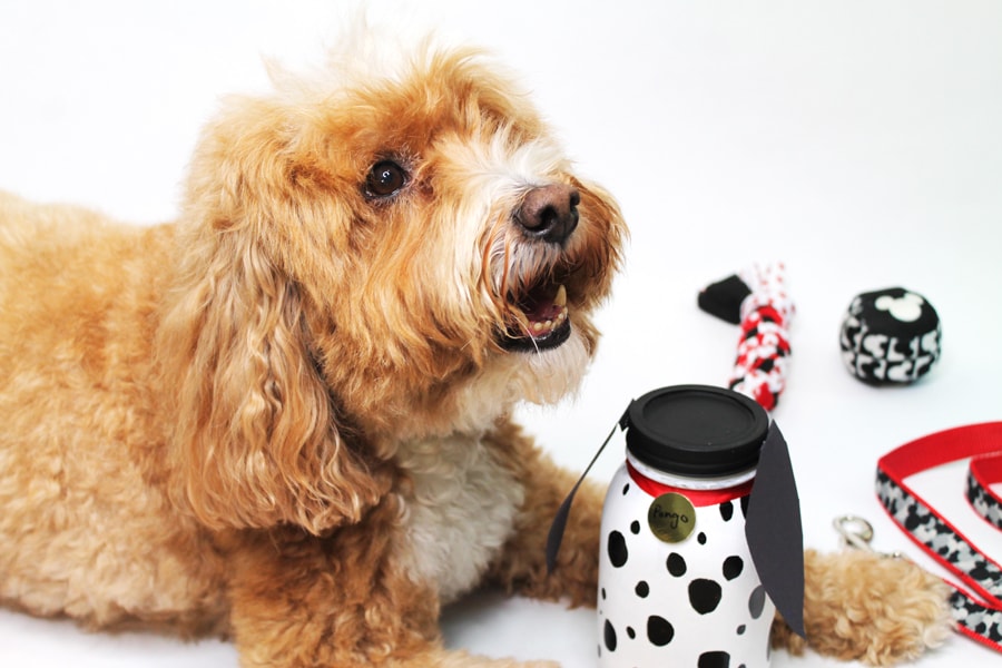 Dog with DIY Disney doggy treat jar