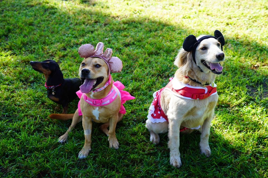 mickey dog harness