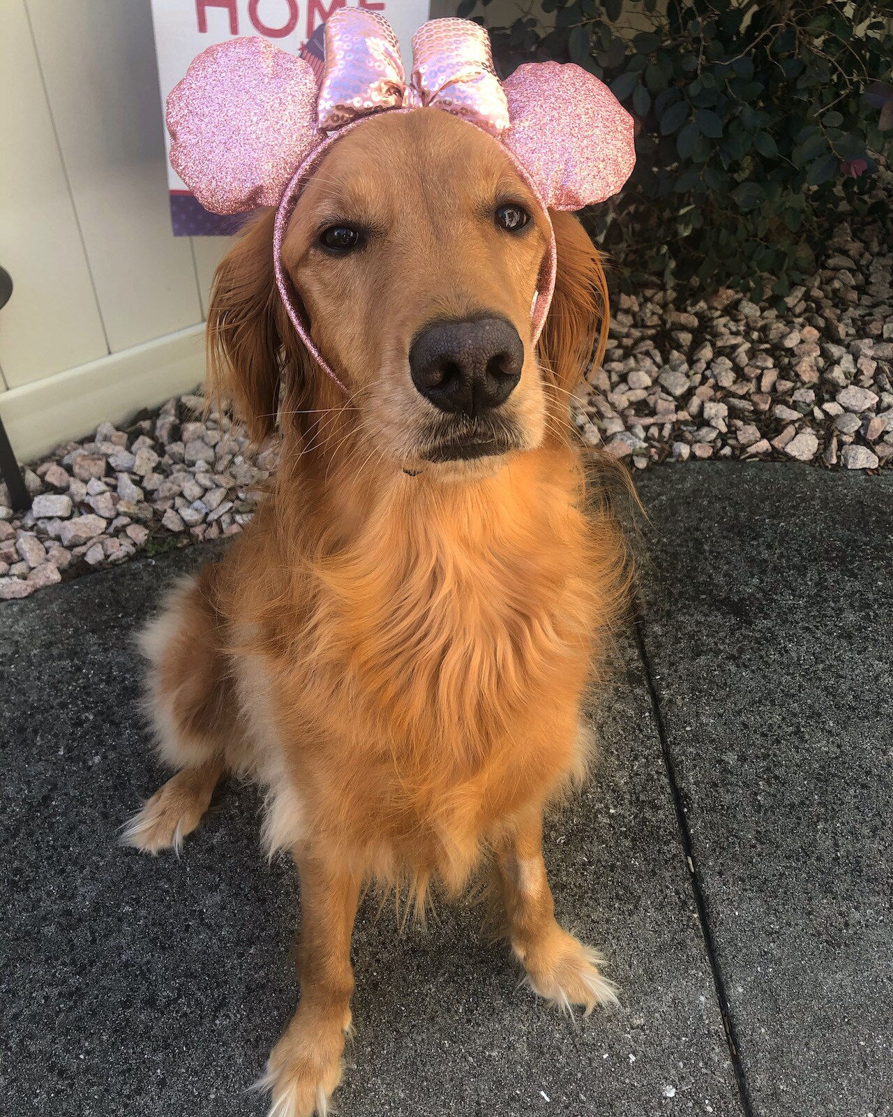 Meet Some of the Canines of Disney Cast Members - MickeyBlog.com