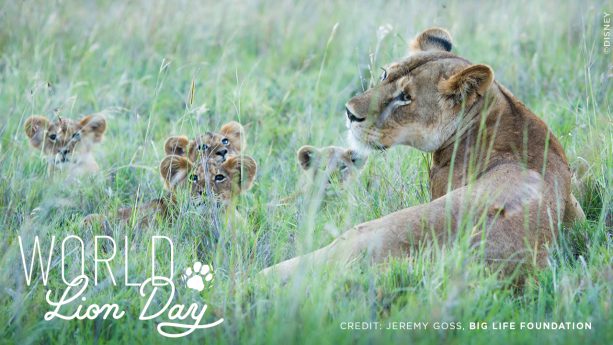 The Various Reasons Why Lions Roar – Nature Blog Network