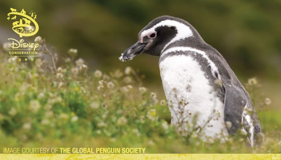 Penguin - Disney Conservation Fund - Image Courtesy of the Global Penguin Society