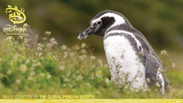 Penguin - Disney Conservation Fund - Image Courtesy of the Global Penguin Society