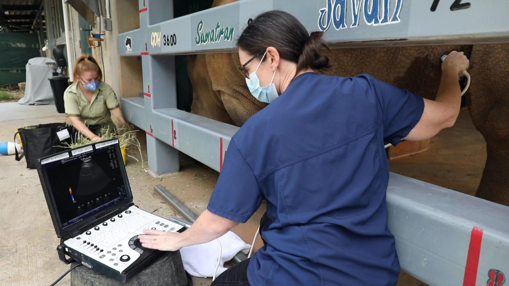 Dr. Natalie Mylniczenko giving a rhino an ultrasound at Disney's Animal Kingdom