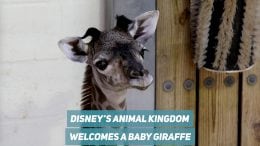 Disney's Animal Kingdom Welcomes a Baby Giraffe
