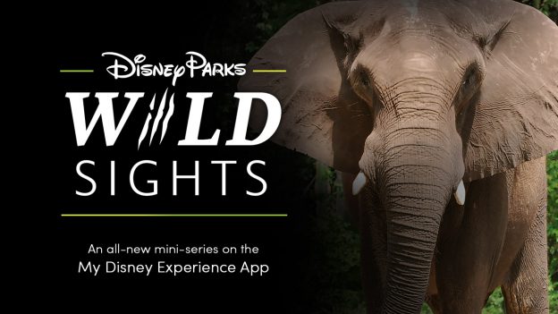 Disney Parks "Wild Sights" - an all-new mini series on the My Disney Experience App