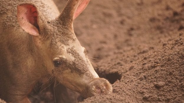Aardvark in the dirt at Disney's Animal Kingdom
