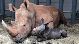 New baby rhino born at Disney's Animal Kingdom