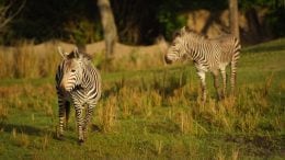 Zebras at Disney's Animal Kingdom