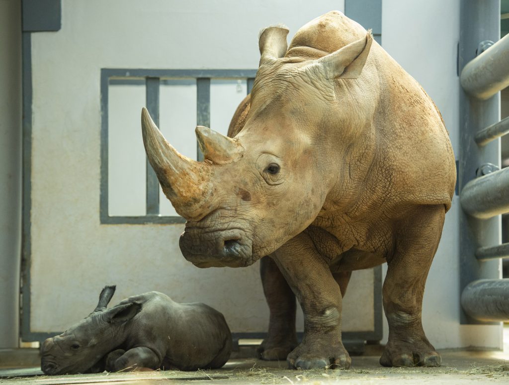 PHOTOS, VIDEO: Disney's Animal Kingdom Shares Sneak Peek of Newborn Baby  Rhino - WDW News Today