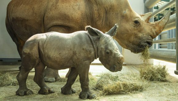 Baby Rhino born at Disney's Animal Kingdom