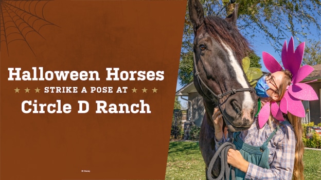 Horses Strike a Pose at Circle D Ranch graphic