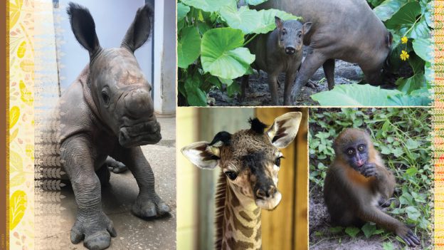 Collage of animals born at Disney's Animal Kingdom Theme Park: rhinoceros, giraffe, babirusa, and mandrill