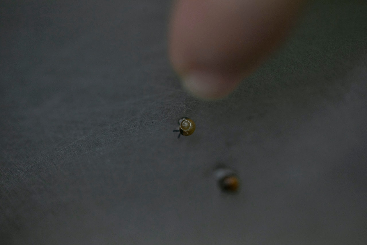 Partula Snails at Walt Disney World Resort