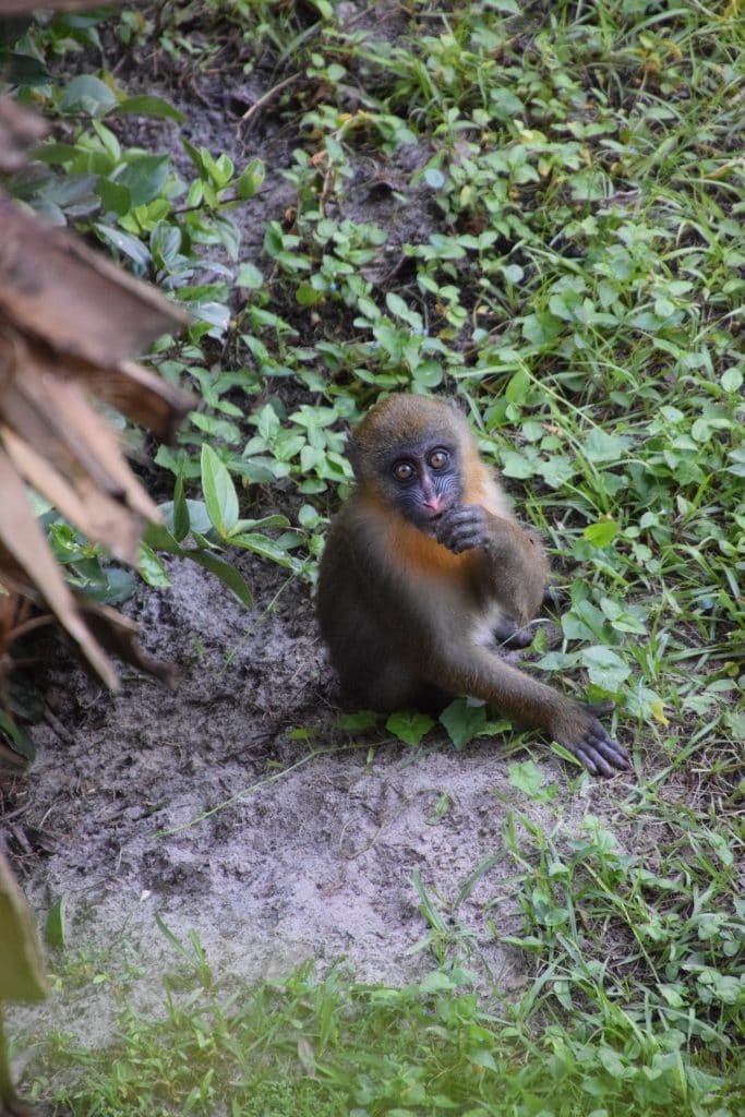 Olive, the littlest mandrill in the troop at Disney's Animal Kingdom