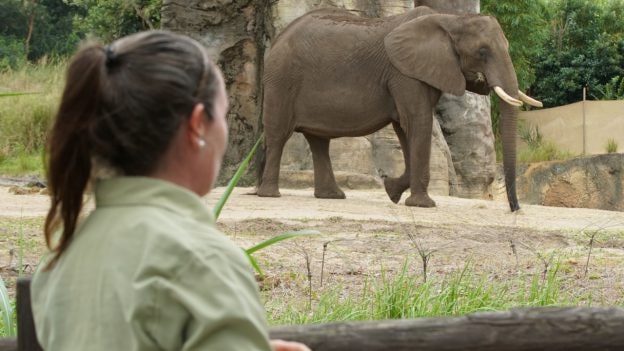 Animal care team member with African elephant at Disney's Animal Kingdom Theme Park