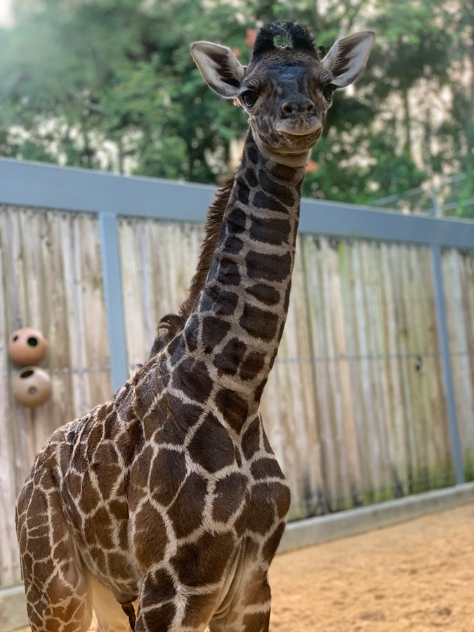 Female Masai giraffe Zella at Disney's Animal Kingdom
