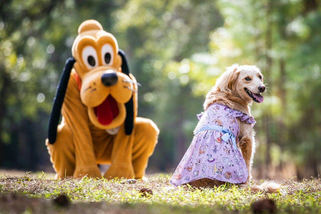 Fetch Disney Parks Reigning Cats and Dogs Collection Coming Soon to