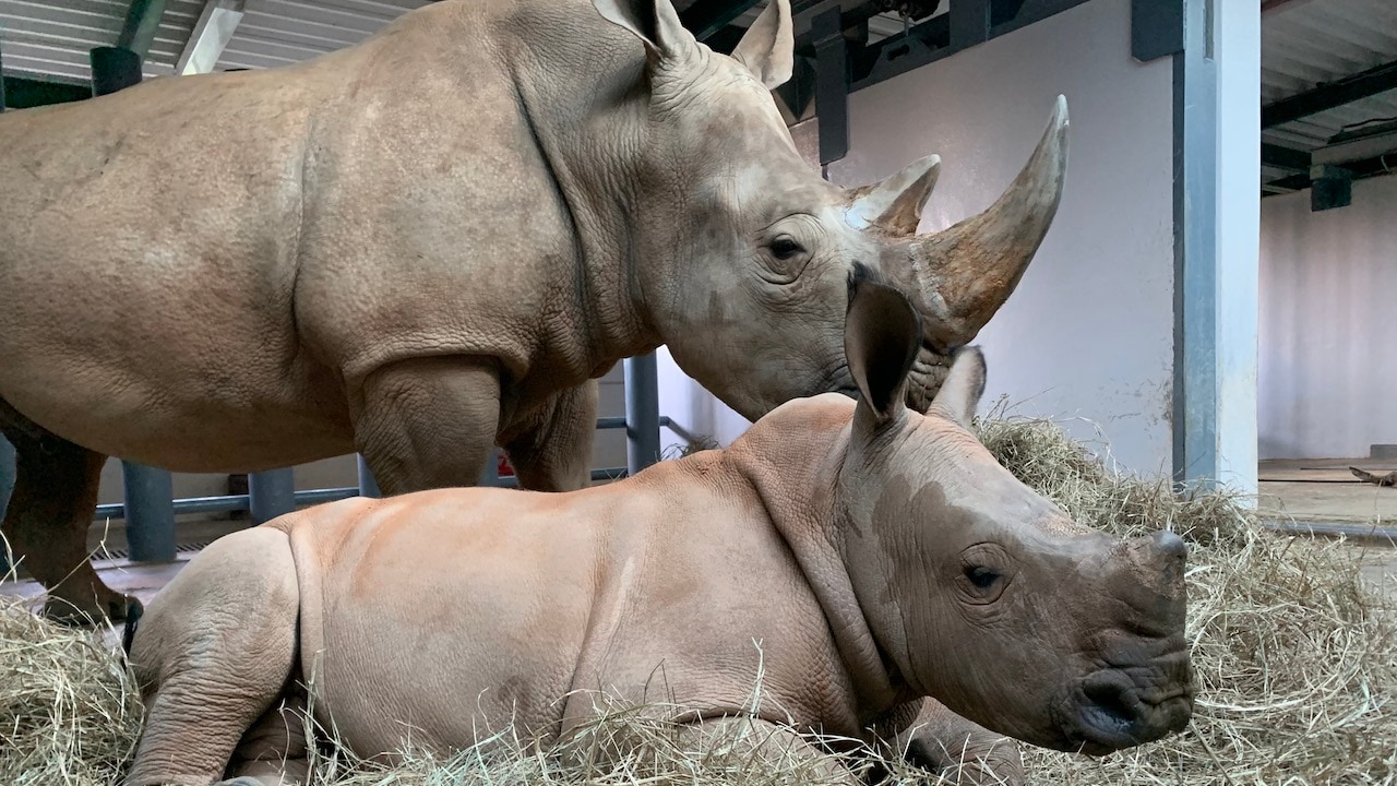Baby Boy Rhino Finally Reveals His Name | Disney Parks Blog