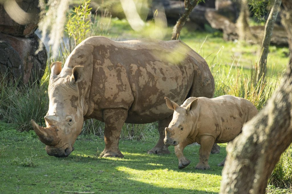 Ranger, five-month-old white rhino calf, and his mother at Disney's Animal Kingdom