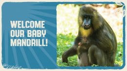 Baby mandrill and her mother at Disney's Animal Kingdom