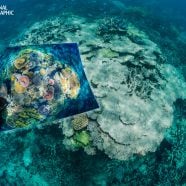 NGS150S18_181211_02958.jpg Opal Reef, part of Australia's Great Barrier Reef, was damaged when ocean temperatures spiked in 2016 and 2017. "The once colorful coral was a gray ruin and all but dead—a skeletal statue created by climate change," says David Doubilet. To document how climate change affects reefs, he and Jennifer Hayes returned to some of the most stunning corals they'd previously photographed. (David Doubilet/National Geographic)