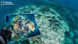 Opal Reef, part of Australia's Great Barrier Reef, was damaged when ocean temperatures spiked in 2016 and 2017. "The once colorful coral was a gray ruin and all but dead—a skeletal statue created by climate change," says David Doubilet. To document how climate change affects reefs, he and Jennifer Hayes returned to some of the most stunning corals they'd previously photographed. (David Doubilet/National Geographic)