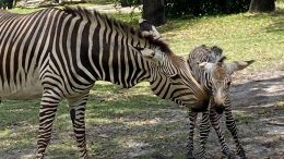 Disney’s Animal Kingdom Theme Park Welcomes Baby Zebra