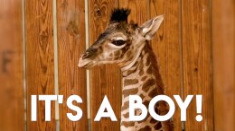 New Giraffe Calf at Disney’s Animal Kingdom