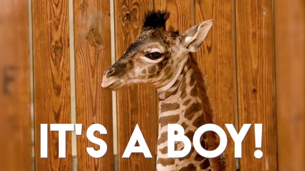 Oh Boy! It's a New Giraffe Calf at Disney's Animal Kingdom Theme Park |  Disney Parks Blog