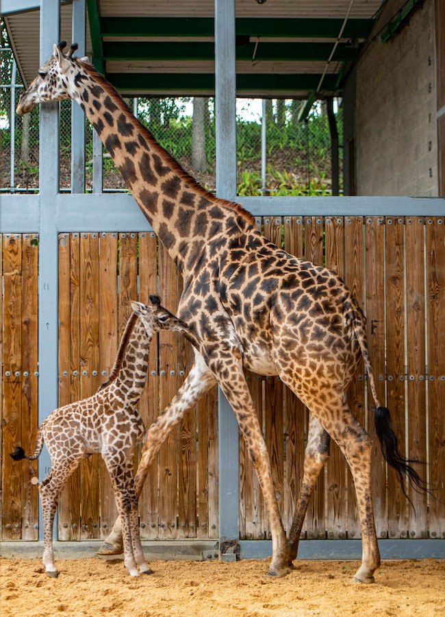 New Giraffe Calf at Disney’s Animal Kingdom