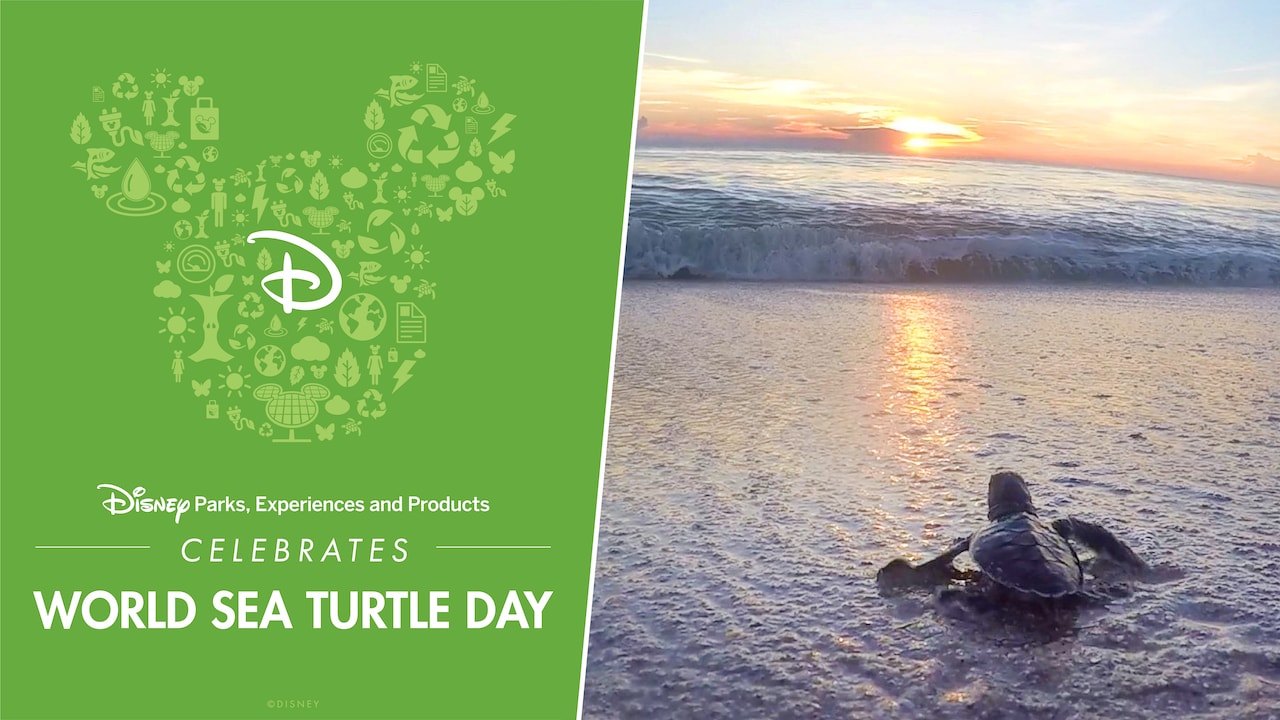 Rehabilitated Sea Turtles Make A Celebrated Return Home Disney Parks Blog