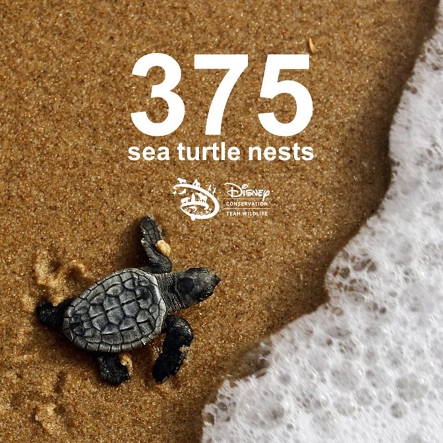 Graphic with the number of sea turtle nests at Vero Beach, FL