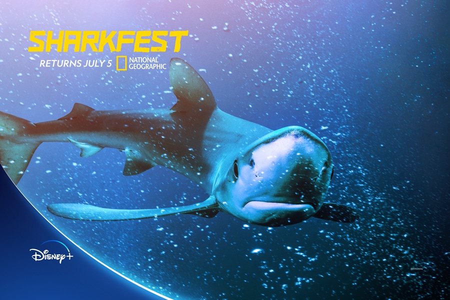 SHARKFEST returns July 5 - National Geographic and Disney+