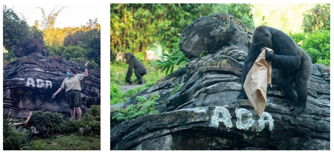 Surprise! Gorillas at Disney’s Animal Kingdom Reveal Name of Newest