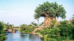 Photo of the Tree of Life in 1998 by Steven Miller