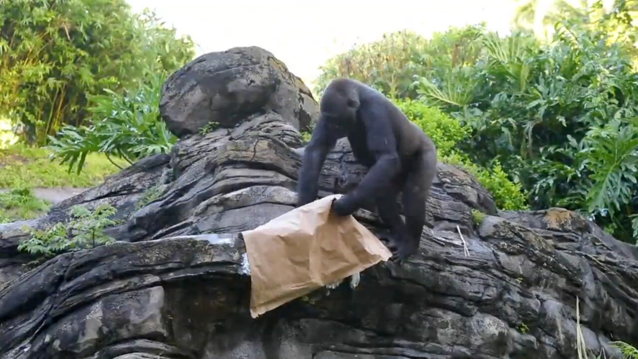 Gorillas get Christmas gifts at Disney World