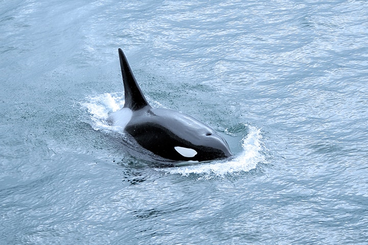 Killer whale as part of the Arctic Expedition Cruise