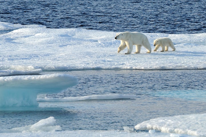 Polar bears in the Arctic Expedition Cruise