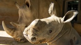 Baby Rhino Born at Disney’s Animal Kingdom Theme Park