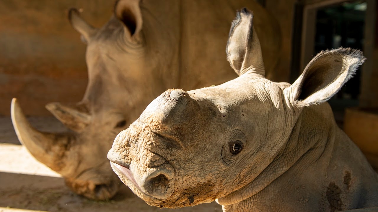 Say 'Hello' to Newest Baby Rhino Born at Disney's Animal Kingdom Theme Park  | Disney Parks Blog