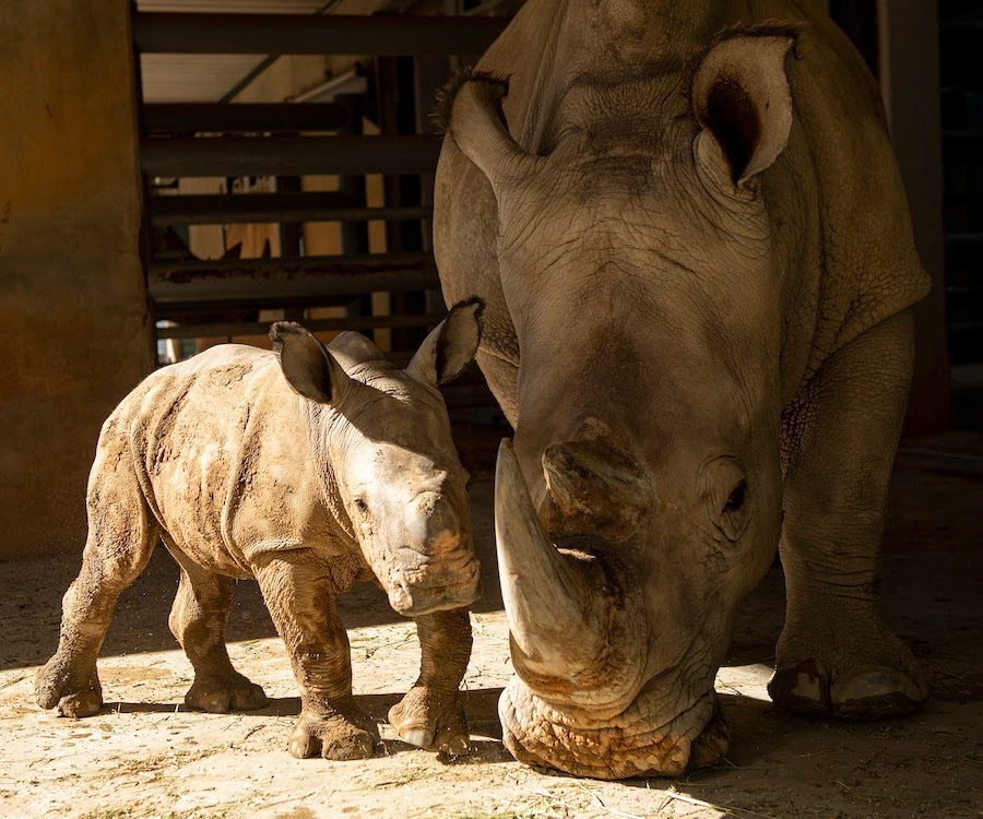 Baby Rhino Born at Disney’s Animal Kingdom Theme Park